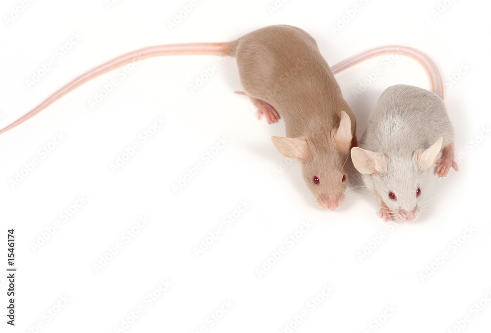 couple of mice couple of mice