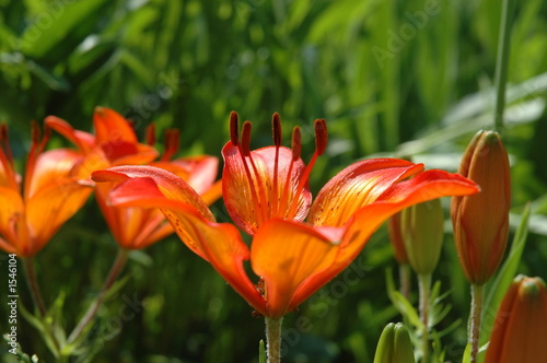 flower of a tiger orange lilium