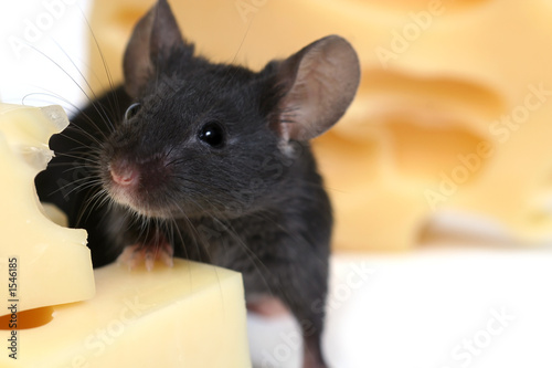 mouse and cheese