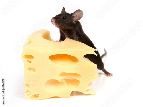 mouse and cheese