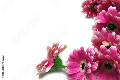 gerbera