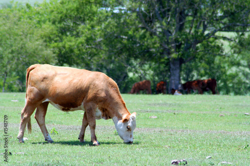 a cow grazing