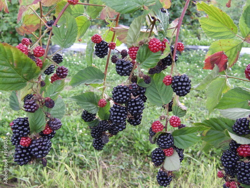 fruits sauvages