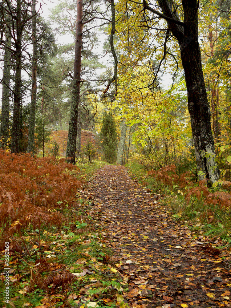 autumn forest