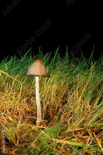 mushroom_haymaker photo