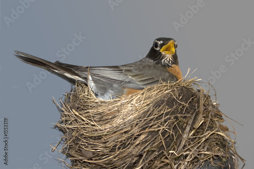 robin in her nest