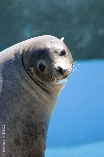 sea lion looking at camera