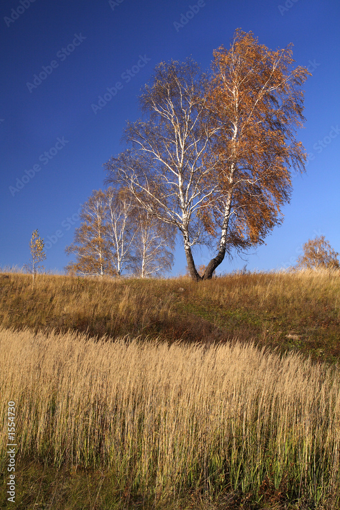 Fototapeta premium autumn, grass and birches