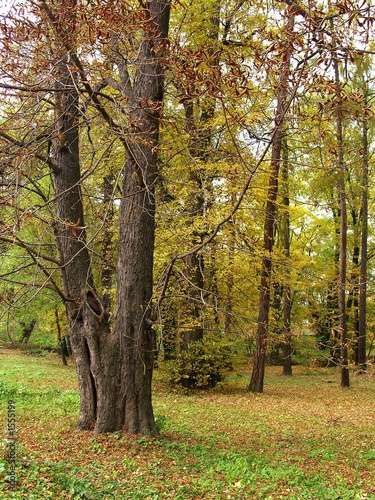 trees in an autumn foliage