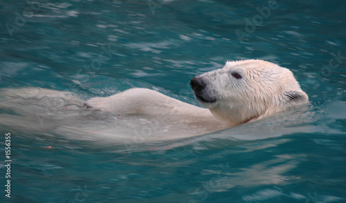ours polaire