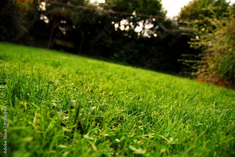 grass grass