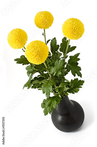 chrisanthemum photo