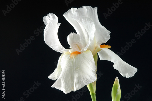 iris flower