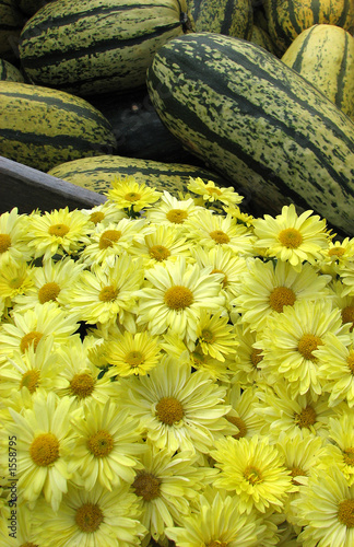 squash and yellow chrysanthemums on a market