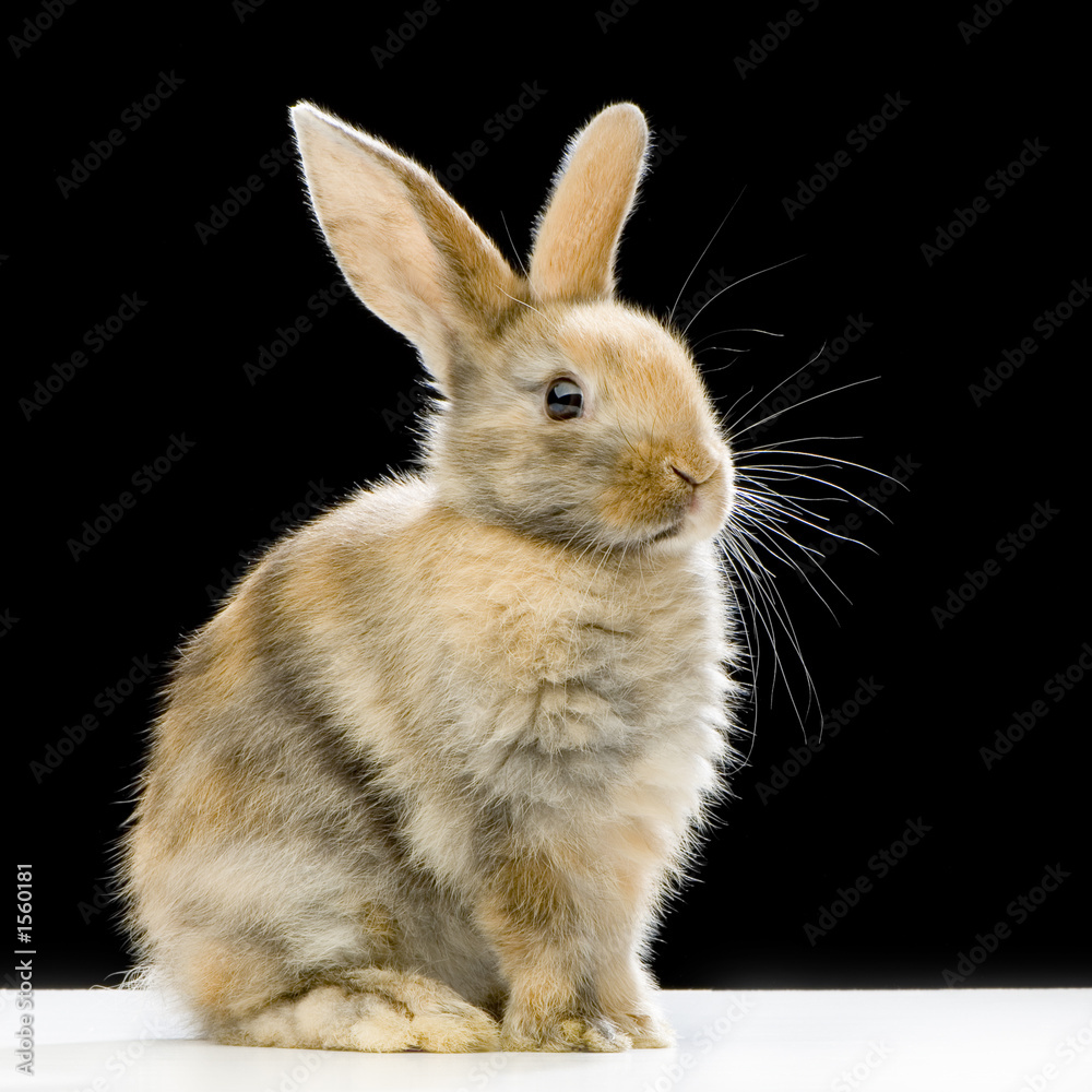 lapin sur fond noir lapin sur fond noir