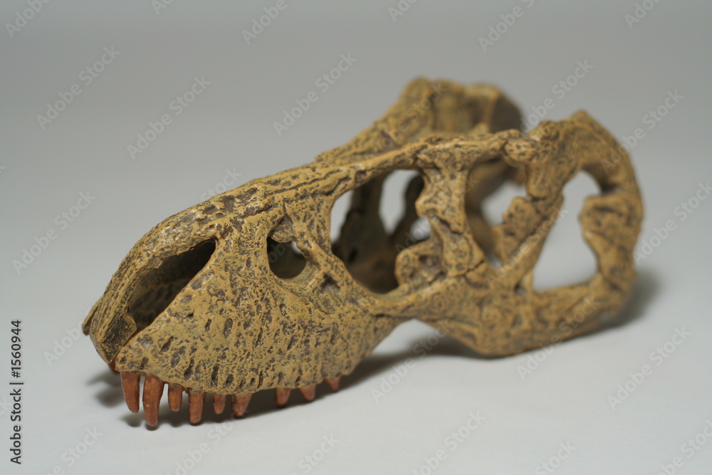t rex skull t rex skull