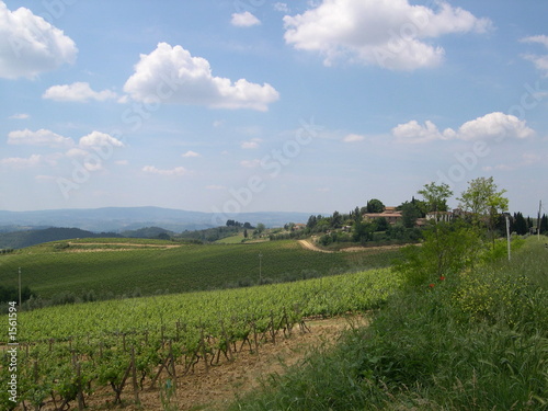 grapes in chianti