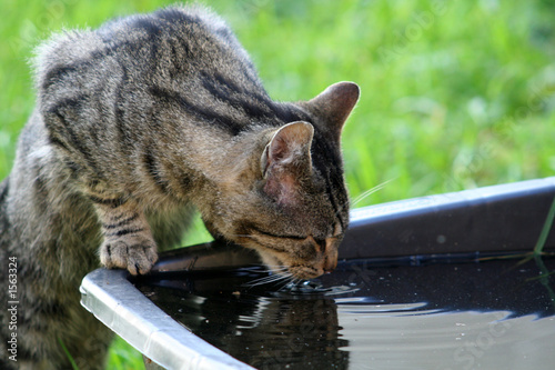 katze beim trinken. photo