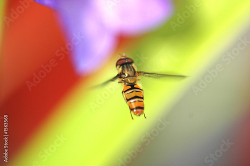flying bee