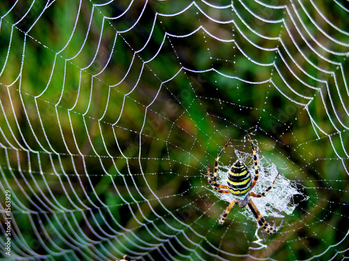araignée  sur sa toile