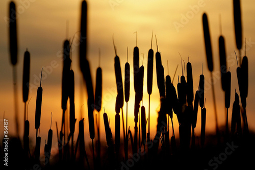 Obraz na plátně bullrushes with sunset