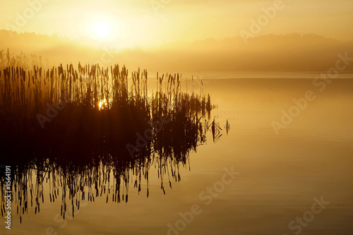 Fototapeta bullrush sunset