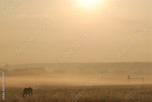 morning landscape with a horse.