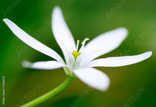 Fototapeta Naklejka Na Ścianę i Meble -  close up of a white flower