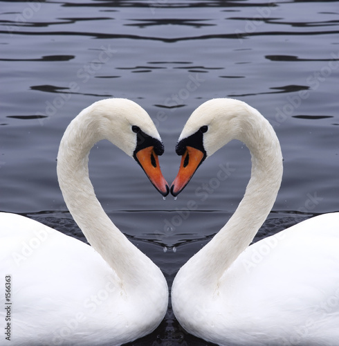 Fototapeta swans heart