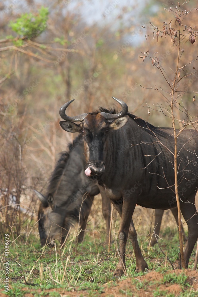 blue wildebeest blue wildebeest