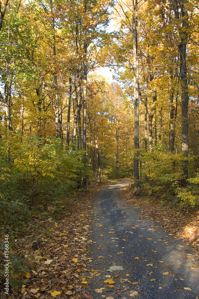 Fototapeta premium fall