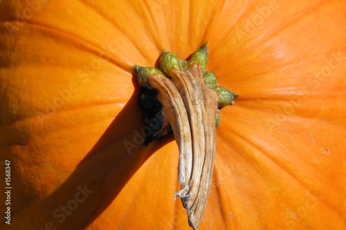 Canvas-taulu pumpkin stem