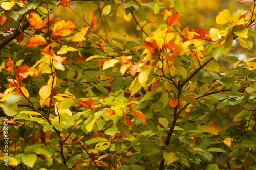 autumn in the park