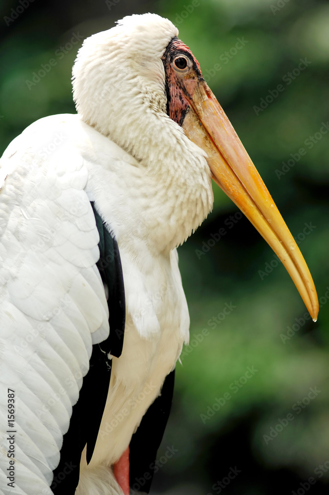 yellowbilled stork mycteria ibis