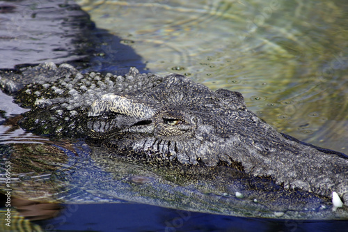 close up on an alligator