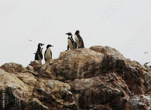penguins group on the rock