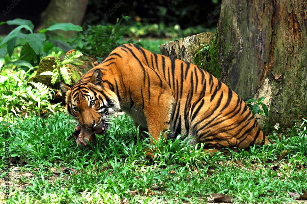 Obraz premium tiger