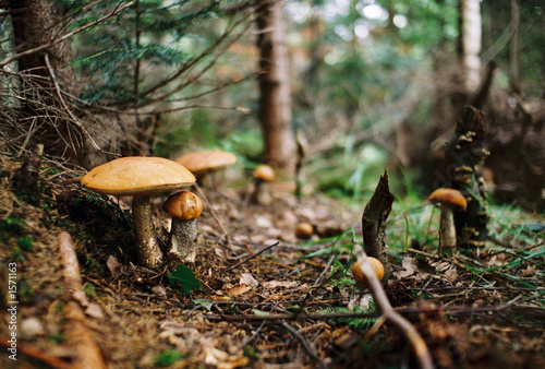 mushrooms