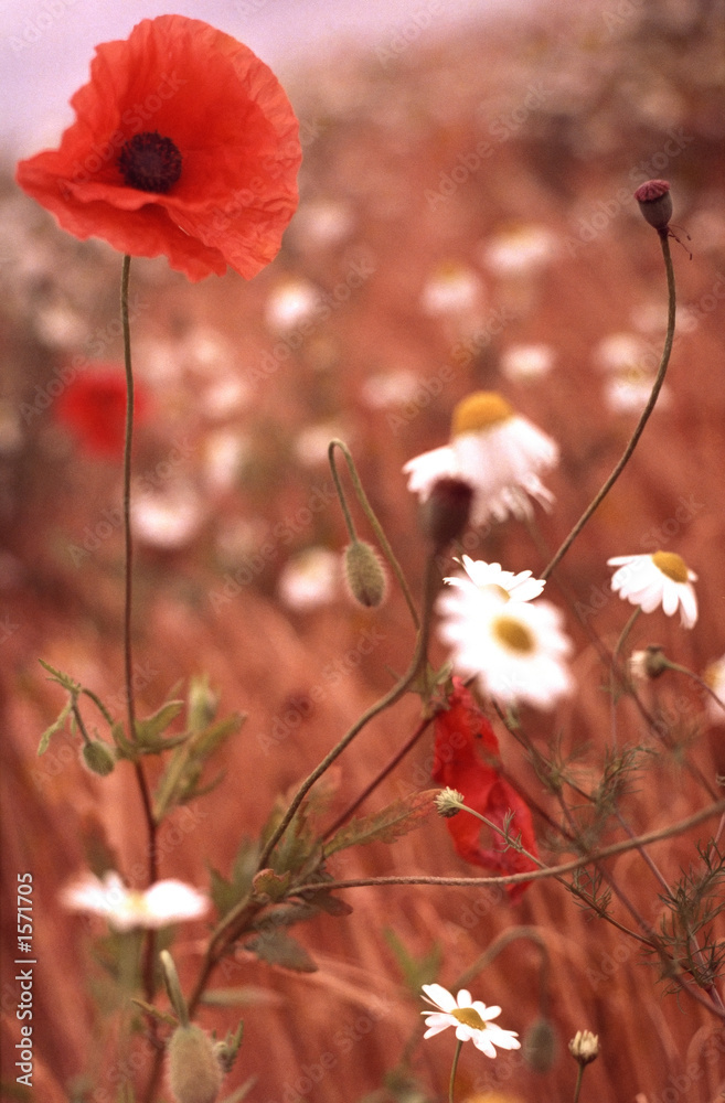 Fototapeta premium poppy field 2