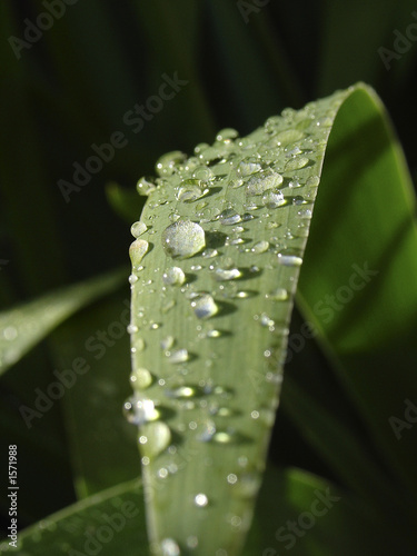 gouttes d'eau sur feuille