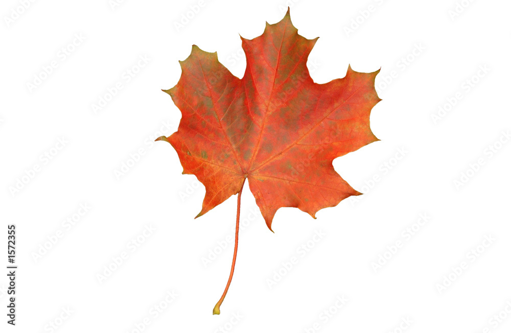 Obraz premium maple leaf