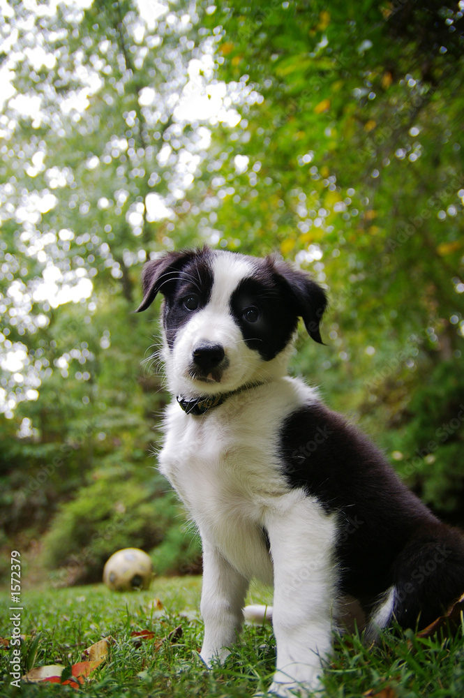young pup young pup