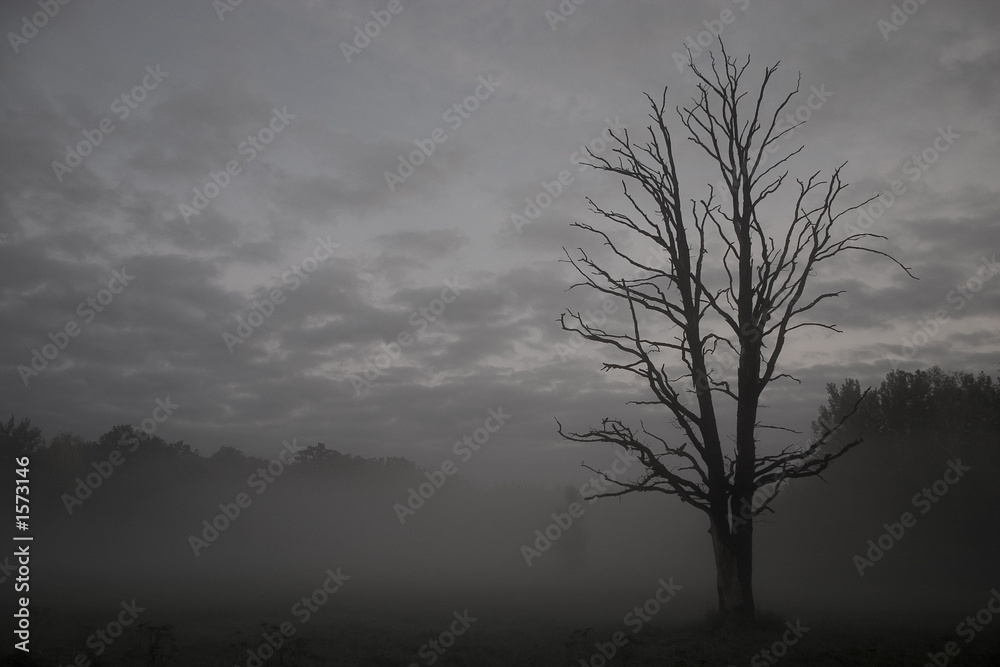 nebelbaum nebelbaum