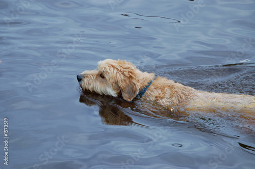 hund schwimmt eine runde