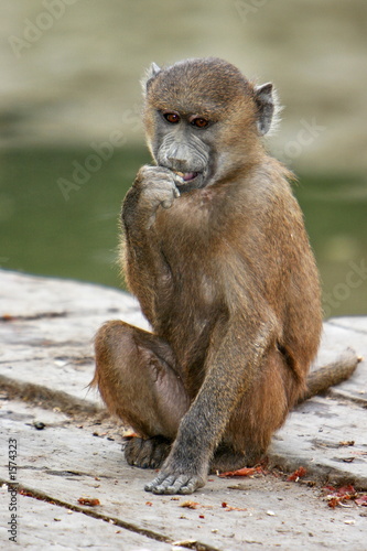 babouin mangeant