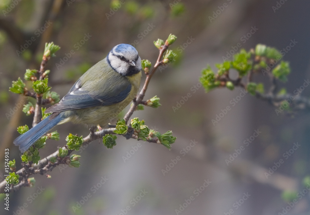 Fototapeta premium blue tit