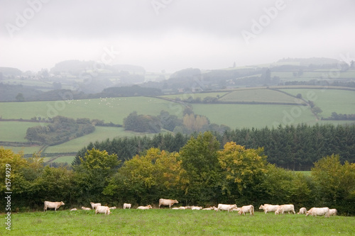 view on burgundy, france