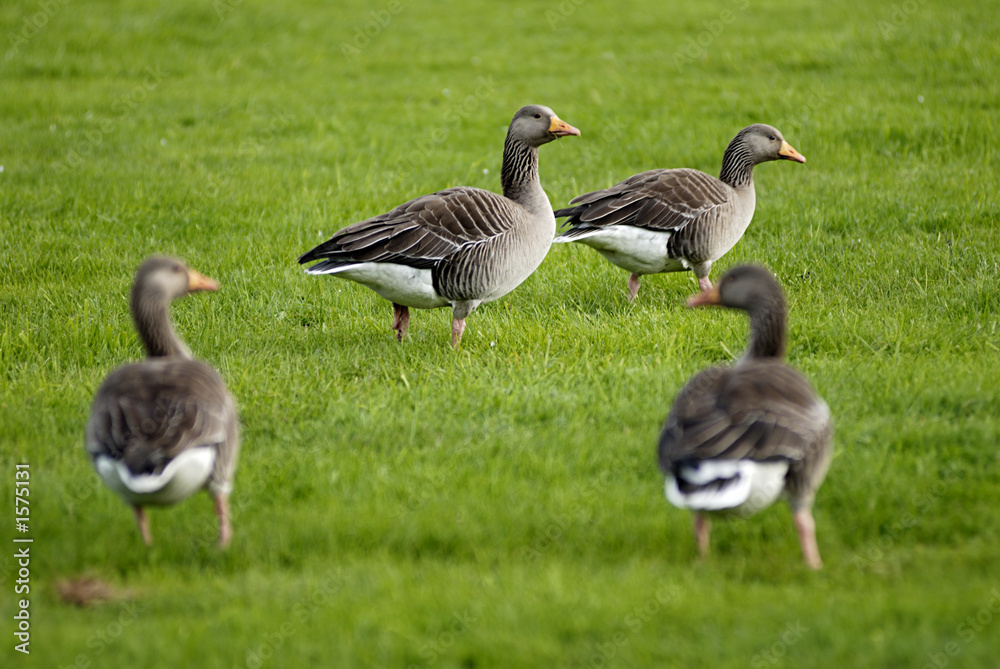 geese on grass field.