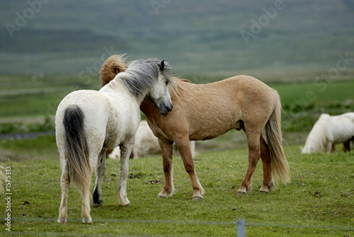icelandic horses nestling to each other