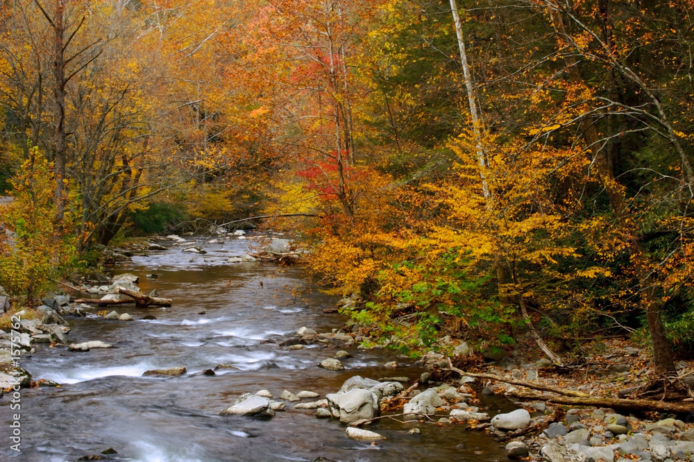 autumn stream alpha autumn stream alpha
